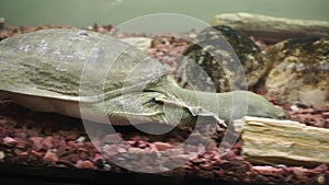 Chinese softshell turtle trionyx.