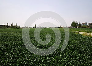 Chinese south village and green rice field