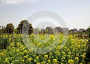 Chinese south village flowers field