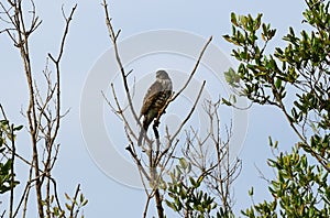 Chinese Sparrowhawk