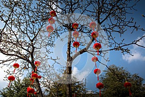 Chinese spring festival lantern glim scaldfish