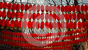 Chinese spring festival lantern glim scaldfish