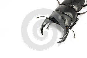 Chinese Stag-beetle