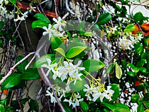 Chinese star jasmine flowers