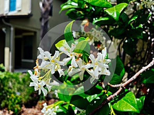 Chinese star jasmine flowers