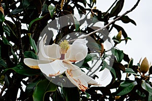 Chinese star jasmine flowers Trachelospermum jasminoides in bloom