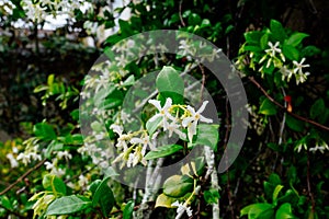 Chinese star jasmine flowers Trachelospermum jasminoides in bloom