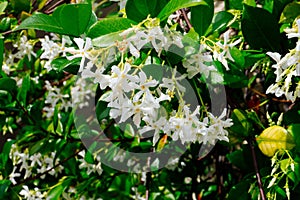 Chinese star jasmine flowers Trachelospermum jasminoides in bloom