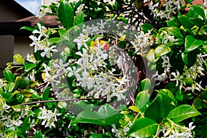 Chinese star jasmine flowers Trachelospermum jasminoides in bloom