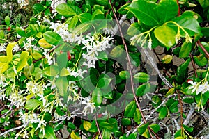 Chinese star jasmine flowers Trachelospermum jasminoides in bloom