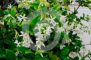 Chinese star jasmine flowers Trachelospermum jasminoides in bloom