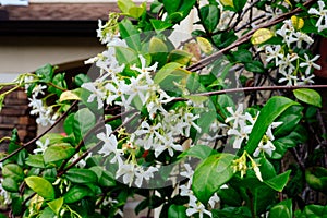 Chinese star jasmine flowers Trachelospermum jasminoides in bloom