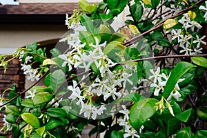 Chinese star jasmine flowers Trachelospermum jasminoides in bloom