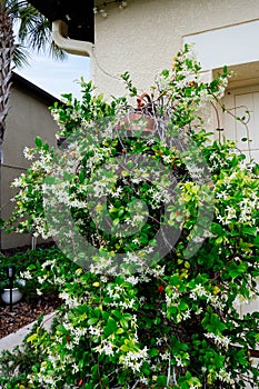 Chinese star jasmine flowers Trachelospermum jasminoides in bloom