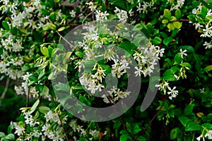 Chinese star jasmine flowers Trachelospermum jasminoides in bloom