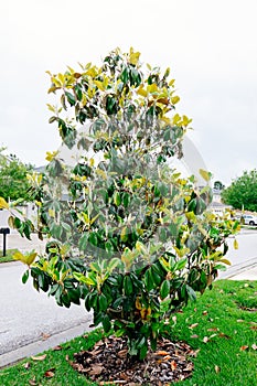 Chinese star jasmine flowers Trachelospermum jasminoides in bloom