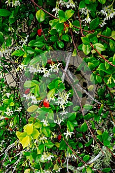 Chinese star jasmine flowers Trachelospermum jasminoides in bloom