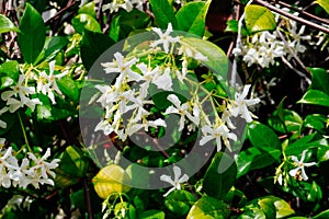 Chinese star jasmine flowers Trachelospermum jasminoides in bloom