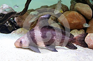 Chinese sucker or high-fin banded shark Myxocyprinus asiaticus