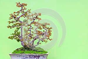 Chinese sweet plum (sageretia tea) in bonsai form