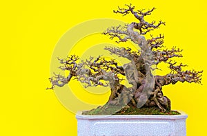 Chinese sweet plum (sageretia tea) in bonsai form