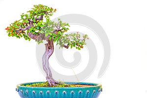 Chinese sweet plum (sageretia tea) in bonsai form