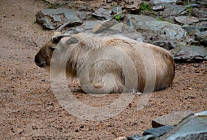 Chinese takin or gold inhabits the mountainous regions of the Himalayas, India and western China Assam, Mishmi, SÂ´chuan, Shensi.