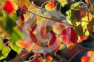 Chinese Tallow Leaves