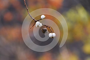 Chinese tallow tree fruits.