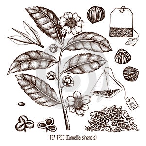 Vector collection of hand drawn Chinese tea plant illustration. Decorative inking background with Camellia sinensis in flowers and photo