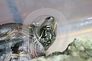 Chinese three-keeled pond turtle