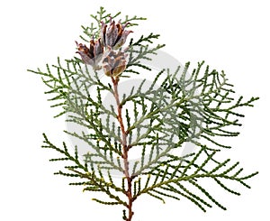 Chinese thuja with cones