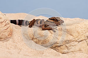 Chinese Tiger Gecko, Goniurosaurus araneus