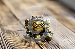 Chinese toad on wooden background