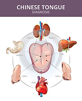 Chinese Tongue Diagnosis. Internal organs