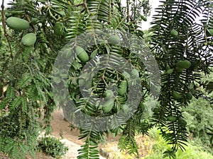 Chinese Torreya Torreya grandis