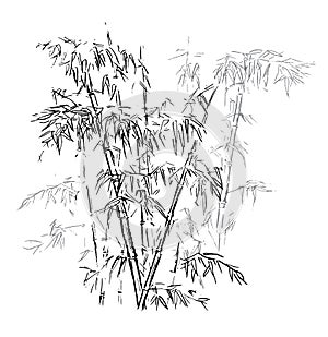 Chinese traditional bamboo branches isolated on white background. Vector illustration. Black silhouette of bamboo.