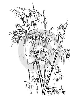 Chinese traditional bamboo branches isolated on white background. Vector illustration. Black silhouette of bamboo.