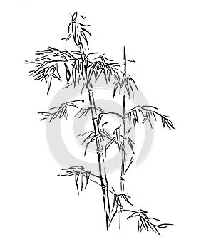 Chinese traditional bamboo branches isolated on white background. Vector illustration. Black silhouette of bamboo.