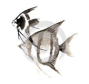 Chinese traditional distinguished gorgeous decorative hand-painted ink-angel fish angelfish