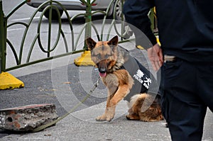Chinese trained police dog from canine unit Shanghai China