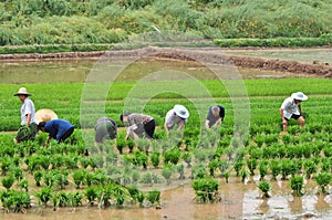 Chinese transplant rice seedlings
