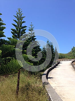 Chinese trees on Qimei island Pescadores Taiwan