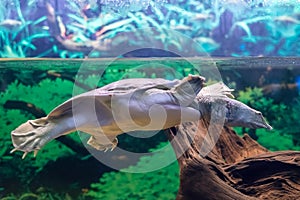 The Chinese Trionyx turtle Pelodiscus sinensis swimming in the aquarium