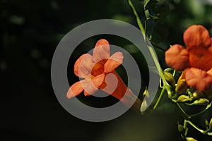 Chinese trumpet creeper flowers blossoming under the sun