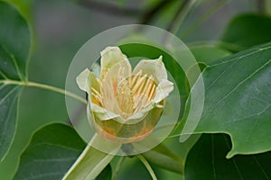Chinese tulip tree flower, Liriodendron chinense with open flower