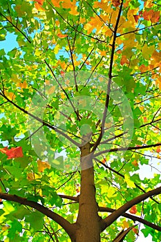 Chinese tulip tree, Liriodendron tulipifera