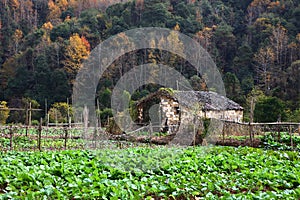 Chinese village YanCun,Wuyuan photo