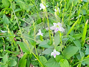 Chino púrpura flor o progresivo dedal 