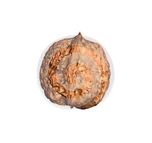 A Chinese walnut against a white background. Isolated.